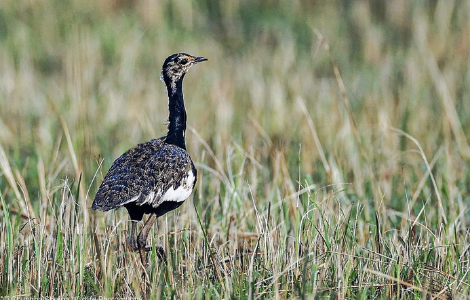 BENGAL FLORICAN CONSERVATION PROJECT