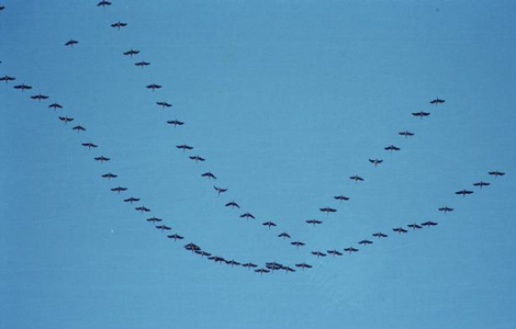 MONITORING AUTUMN MIGRATION OF DEMOISELLE CRANE