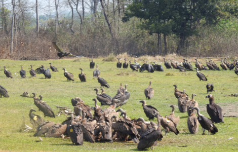 VULTURE CONSERVATION PROGRAM